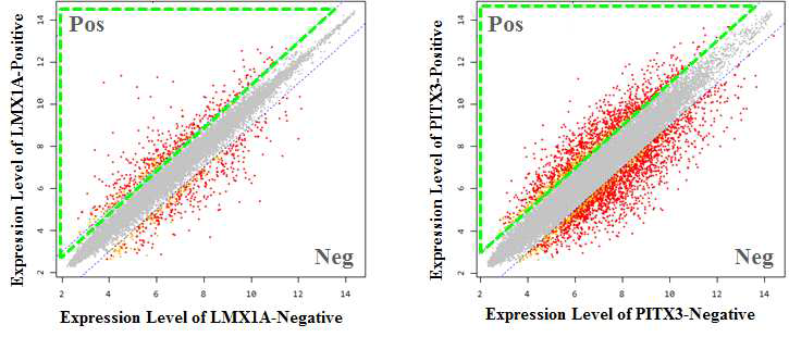 중뇌 도파민 전구세포 단계에서 LMX1A 음성세포에 대하여 LMX1A 양성세포에서 발현이 증가되어 있는 유전자와 중뇌 도파민 신경세포 단계에서 PITX3 음성세포에 대하여 PITX3 양성세포에서 발현이 증가되어 있는 유전자를 비교분석함으로써 중뇌 흑질부 (A9부위) 도파민 신경세포와 관련된 유전자 발굴을 모색