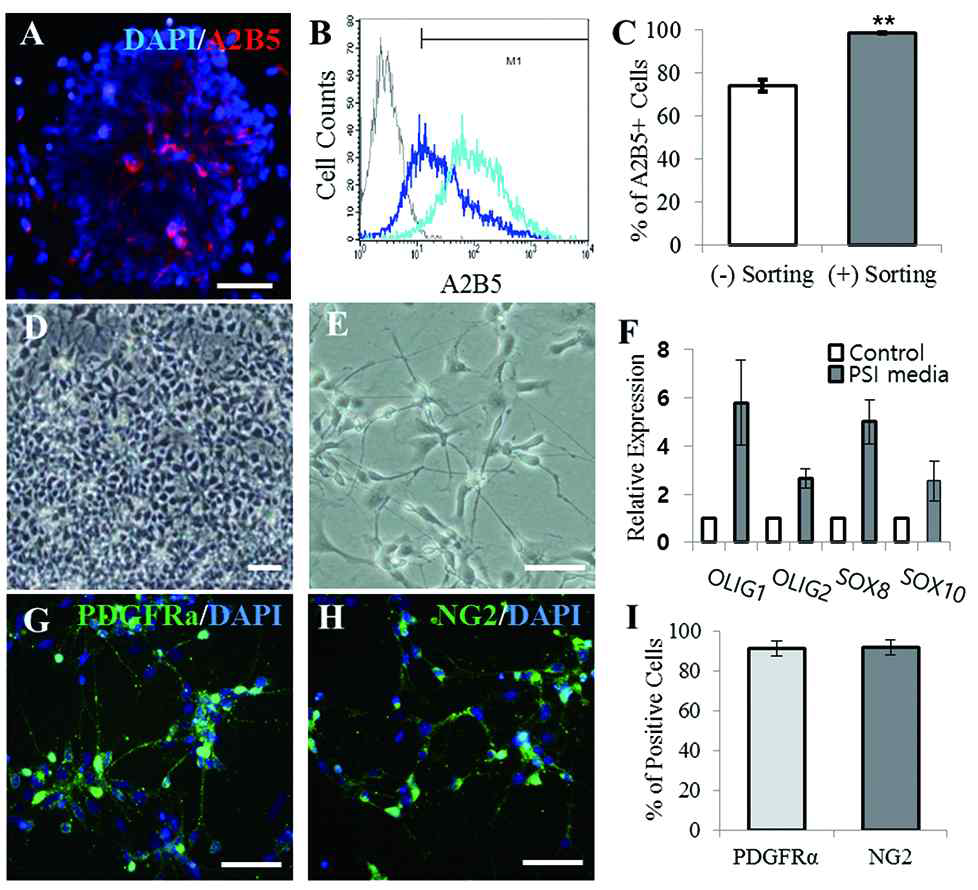 인간 전분화능 줄기세포로부터 희소돌기아교 전구세포로의 분화. 신경 로제트 단계인 분화 10일부터 A2B5 양성세포가 관찰됨 (A). 유세포분석법을 이용하여 A2B5 양성세포 집단을 확인 (B, 진한 파란선은 A2B5 양성세포 분리 전, 연한 파란선은 세포 분리 후). PSI 배양액에서의 희소돌기아교 전구세포의 형태를 확인함 (D-E). PSI 배양액에서 배양 후 희소돌기아교 전구세포의 마커 발현을 확인함 (G-I)