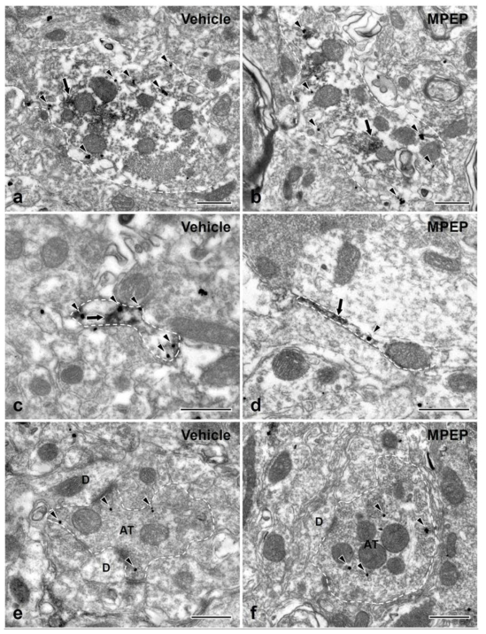 신경손상모델 (CCI-ION)에서 MPEP 처리에 의한 P2X3의 발현 양상 변화. a, b) 별아교세포의 large process에서의 P2X3 발현 변화. c, d) 별아교세포의 fine process에서의 P2X3 발현 변화. e, f) PAT에서의 P2X3 발현 변화. (화살표: GFAP, 화살표머리: P2X3)