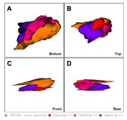 CVLM의 TRPM8+ 및 TRPV1 축색종말의 삼차원 재구성 대표 이미지