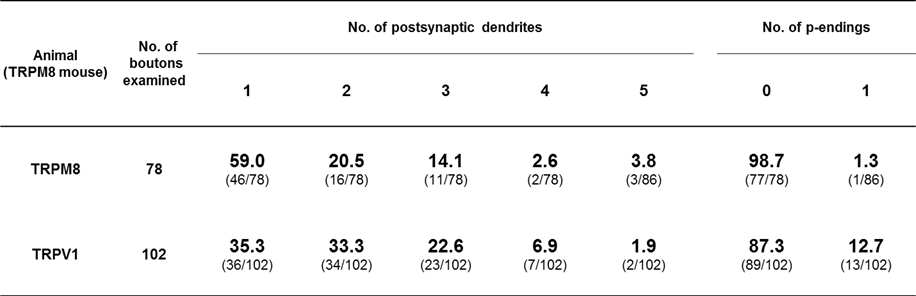 생쥐의 CVLM 내 TRPM8+ 및 TRPV1+ 축색종말과 수상돌기의 연접 양상 및 p-ending 연접 양상 분석. 각 수치는 연접하는 수상돌기 및 p-ending의 숫자로 TRPM8+ 축색종말을 분류한 비율을 의미