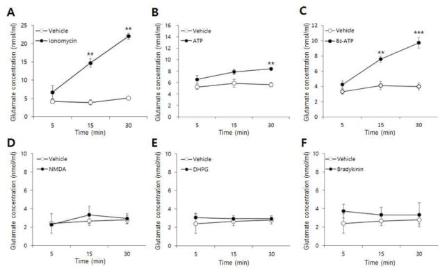 배양 SGC에 다양한 물질 처리 후 배양액 내의 glutamate 농도의 변화 측정 결과. A) SGCs의 intracellular Ca2+ 농도를 올리는 ionomycin을 처리한 경우, SGCs에서 glutamate release가 발생하는 것을 확인함. B,C) Purinergic receptor (P2X)의 agonist인 ATP와 P2X7 receptor의 agonist인 Bz-ATP처리 시 SGCs 에서 glutamate가 release됨을 확인함. D,E) NMDA receptor의 agonist인 NMDA와 metabotrophic glutamate receptor 1,5의 agonist인 DHPG 처리 시에는 SGC에서 glutamate release가 발생하지 않음. F) Pain 전달 물질인 Bradykinin 처리 시, SGC에서 glutamate release가 발생하지 않음