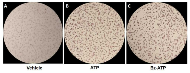 Vehicle, ATP 및 Bz-ATP 처리 시의 배양 SGCs의 intracellular Ca2+의 증가 확인. Alizarin S staining을 통해 ATP 및 Bz-ATP 처리 30분 후의 SGC내 Ca2+의 증가를 확인하였음