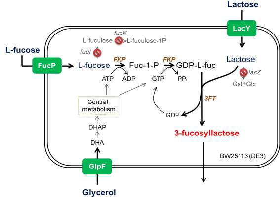 L-fucose와 D-lactose가 균주 내부에서 분해되지 않도록 관련된 유전자를 제거한 돌연변이 제작