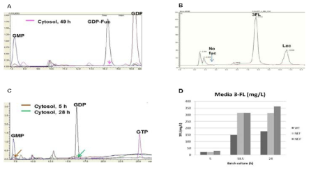3-FL 생산의 율속단계를 찾기 위해 세포 기질 내 (A) GDP-fucose, (B) L-fucose, (C) GMP, GDP, and GTP의 반응 중 양을 측정. (D)는 wild type 3FT와 변이주의 in vivo 3FL 생산량 비교