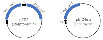 GDP-fucose De Novo 생산 경로 상의 유전자들과 F_PGK_c2′FT 과발현 벡터 구축