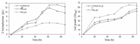 2’FL 생산(왼쪽)과 cell grwoth(오른쪽): glucose feeding 한 Ptac host(점선), gycerol feeding한 Ptac host(closed circle/실선), glycerol feeding한 control(open triangle)