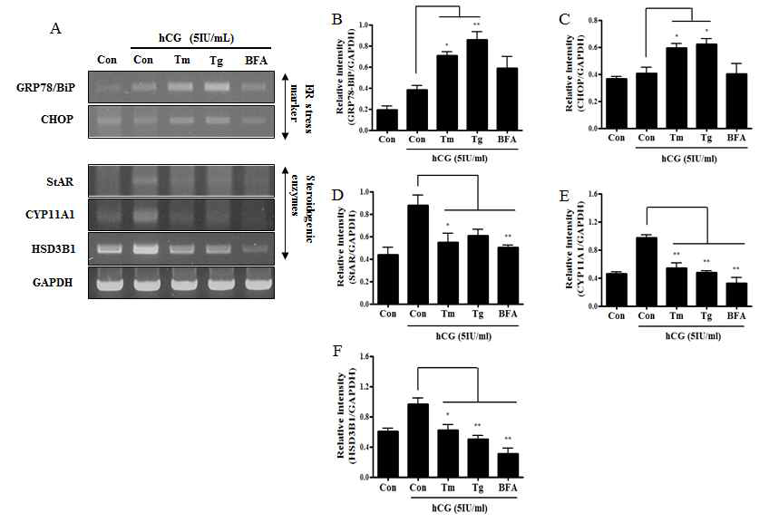 mLTC-1 세포에서 소포체 스트레스를 유발물질 처리에 의한 소포체 스트레스 인자 및 호르몬 생성 인자의 변화 확인