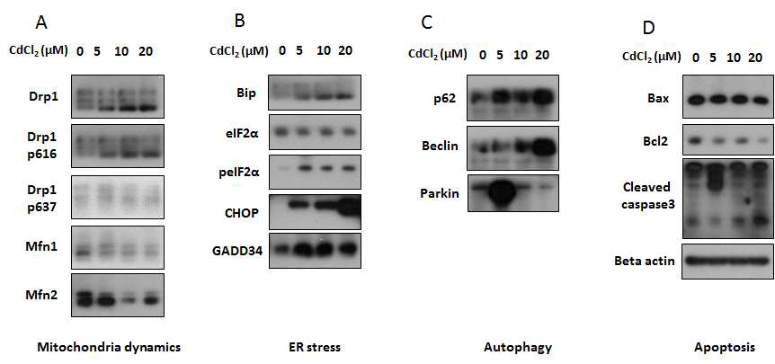 GC-2spd 세포에서 cadmium 농도별 처리 시 미토콘드리아, 소포체 스트레스, 오토파지 및 세포사멸 확인