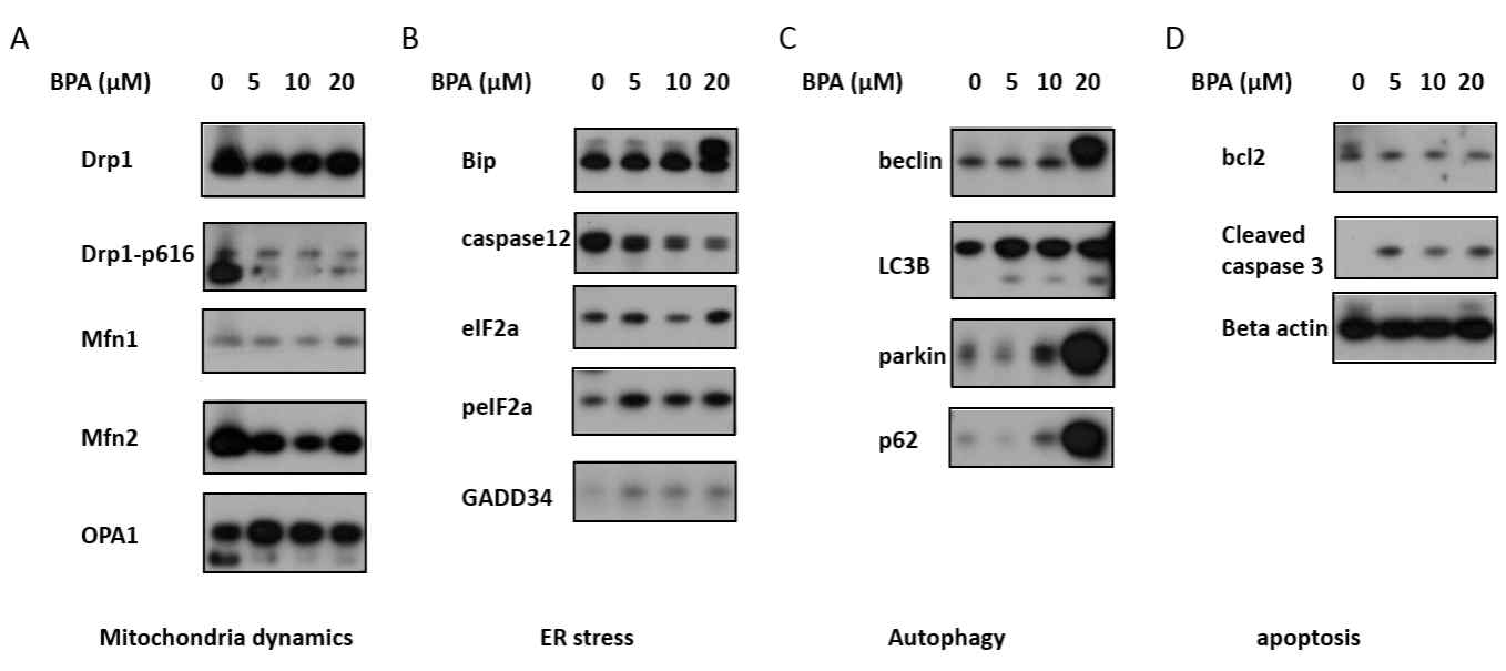 TM4 세포에서 bisphenol A 농도별 처리 시 미토콘드리아, 소포체 스트레스, 오토파지 및 세포사멸 확인
