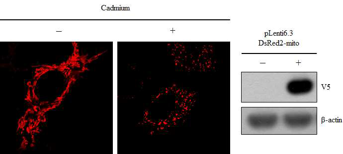 GC-2spd 세포에 pLenti6.3 DsRed2-mito를 발현시킨 후 cadmium 처리에 따라 미토콘드리아 모양 관찰