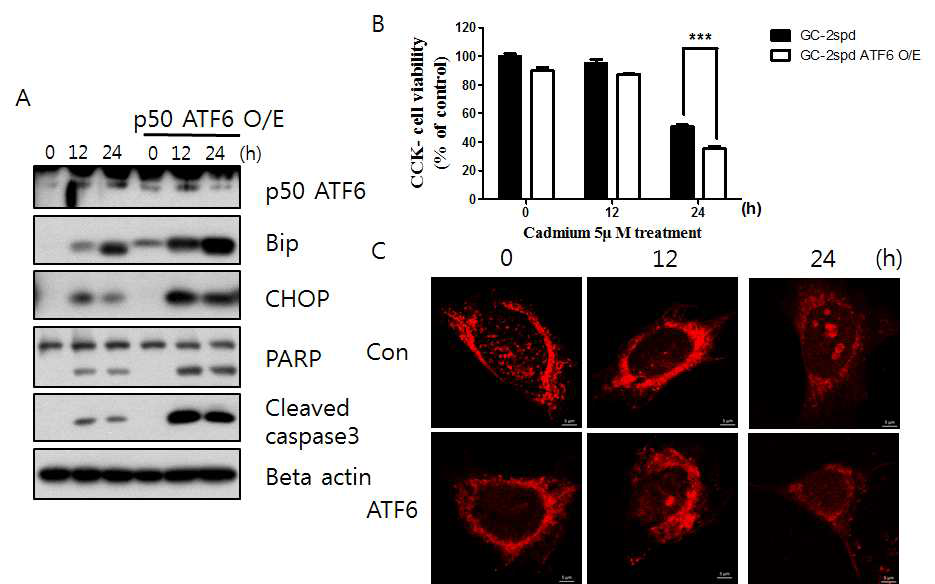 ATF6가 과 발현된 GC-2spd 세포에서 카드뮴 처리 후 나타나는 변화를 확인