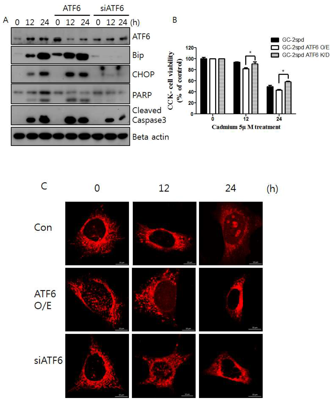 ATF6의 발현을 억제 시킨 후 카드뮴 처리에 의한 GC-2spd에서의 변화를 확인