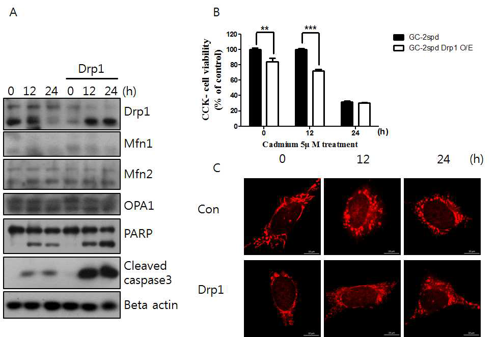Drp1이 과 발현된 GC-2spd 세포에서 카드뮴 처리 후 나타나는 변화를 확인