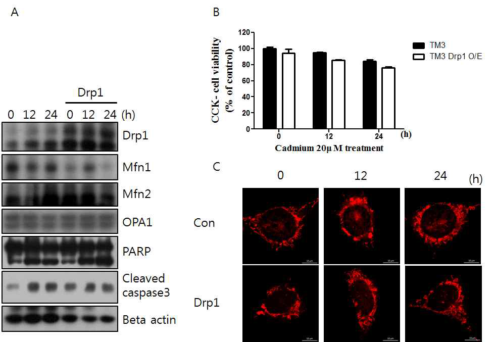 Drp1이 과 발현된 TM3 세포에서 카드뮴 처리 후 나타나는 변화를 확인