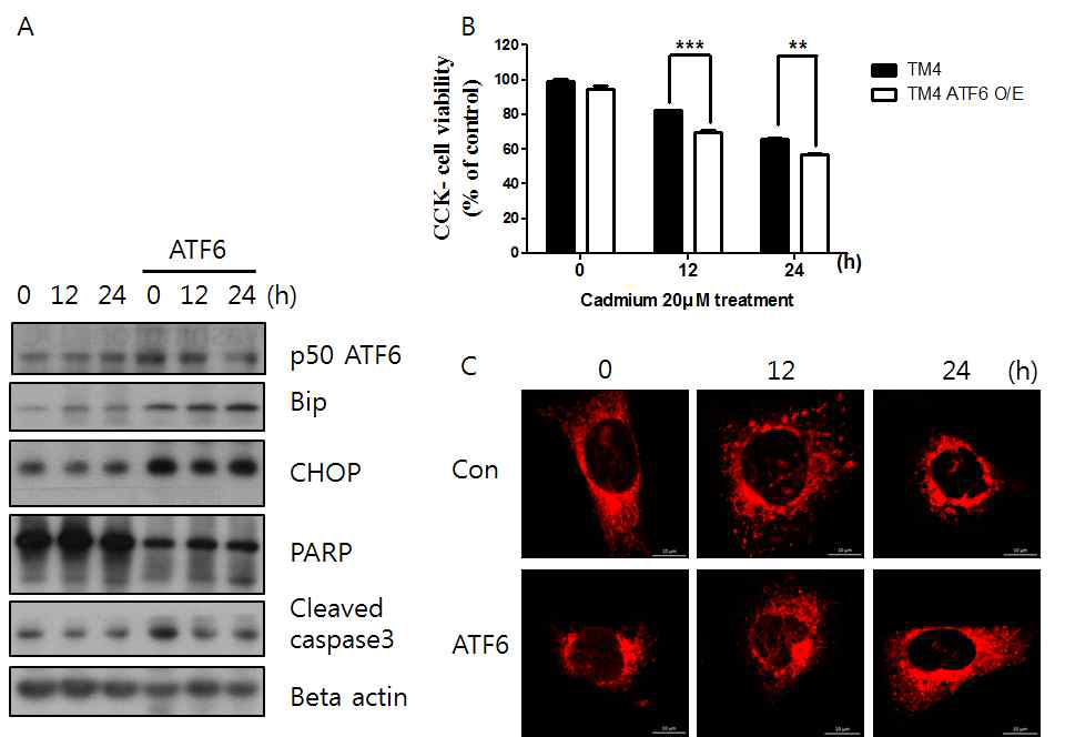 ATF6가 과 발현된 TM4 세포에서 카드뮴 처리 후 나타나는 변화를 확인