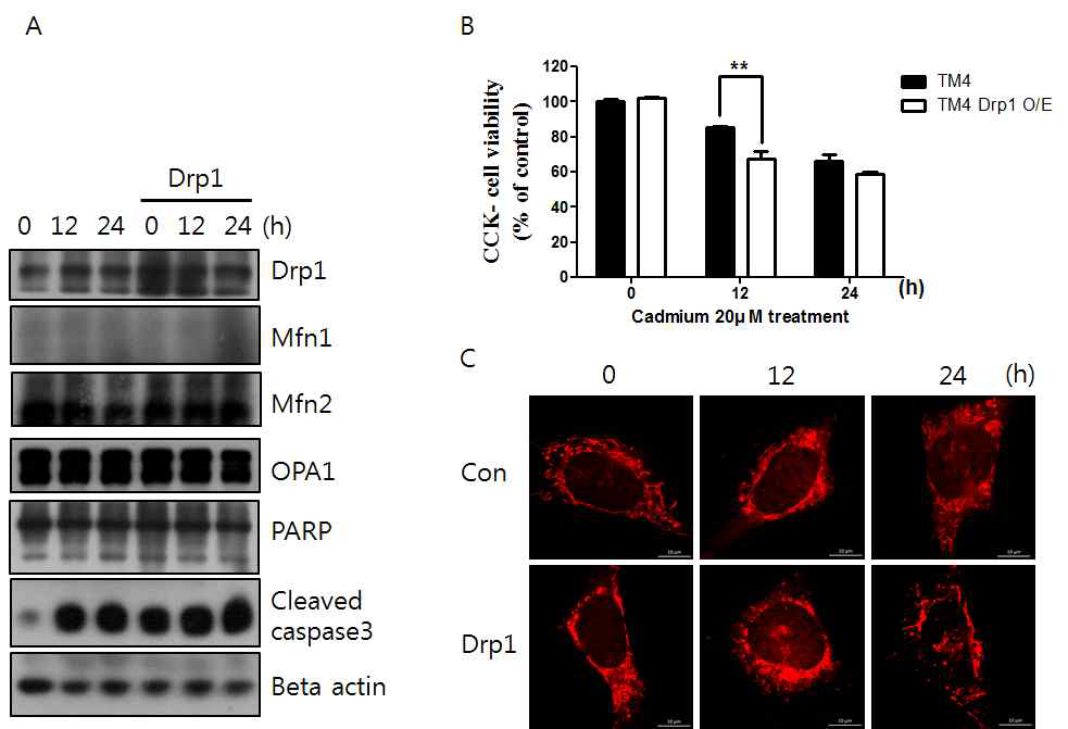Drp1이 과 발현된 TM4 세포에서 카드뮴 처리 후 나타나는 변화를 확인