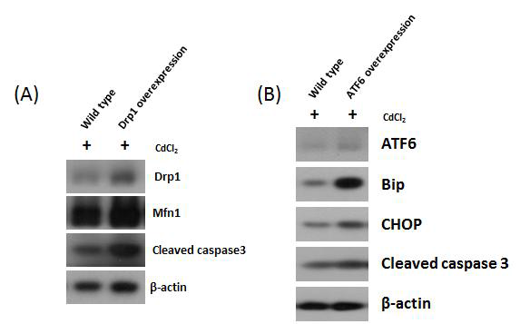 Drp1과 ATF6가 과 발현된 마우스의 정소로부터 얻은 단백질을 이용하여 미토콘드리아 역동성 및 소포체 스트레스와 관련된 인자들의 발현을 검증