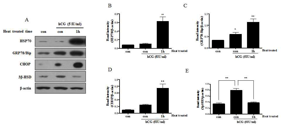 mLTC-1 세포에서 열처리에 따른 소포체 스트레스 유도