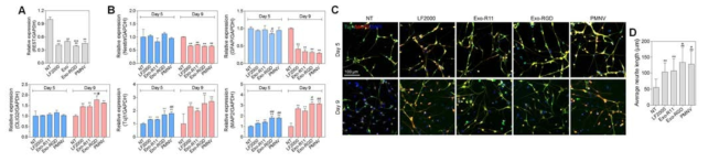 나노베지클을 이용한 REST siRNA 전달에 따른 줄기세포의 신경 분화 효율 증진