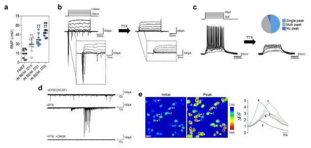 유도신경세포의 전기생리학적 특성 분석