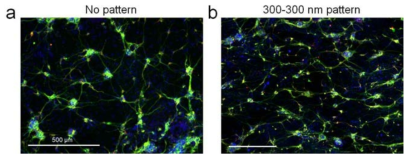 BEM이 코팅된 나노패턴 표면의 신경직접교차 분화 효과