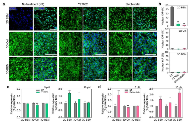 Y-27632 또는 blebbistatin 처리에 따른 유도신경세포의 (a, b) 세포질 내 YAP 발현 및 (c, d) Tuj1 mRNA 발현 분석