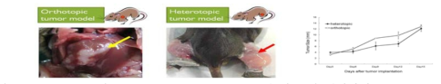 heterotopic 과 orthotopic tumor mouse 모델 및 종양 성장차이