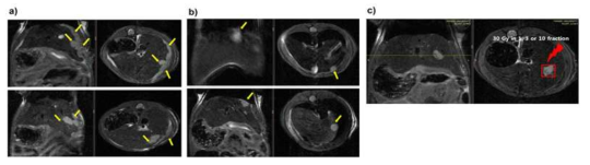 간암 마우스 동물 모델을 이용한 local 방사선 조사 위한 MRI 촬영 결과 (a) liver 외부로 종양이 누출된 마우스와 (b) liver 내에 종양 생성된 마우스의 간 MRI 사진, (c) 실험에 사용된 마우스 MRI 사진