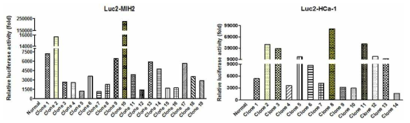 Luc2-hepatoma 세포주에서의 luciferase 활성 측정