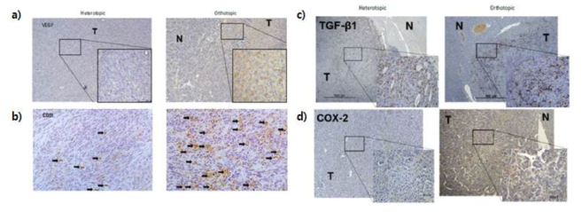 간암 heterotopic/ orthotopic 모델에서 VEGF (a), CD31 (b), TGF-β1 (c), COX-2 (d)