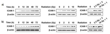 HUVEC에 방사선 조사 후 ICAM-1 발현