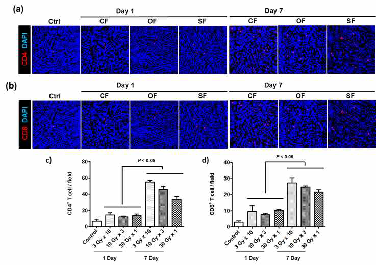 방사선 조사 후 CD4+ T 세포 (a, c)와 CD8+ T 세포 (b, d)