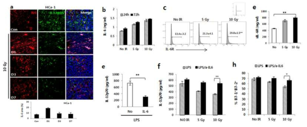 방사선에 의해 유도된 IL-6에 의한 IL-12의 감소 (a)방사선에 의한 종양 내 IL-6 증가 (b) 방사선 조사 후 수지상세포의 IL-6발현 증가 (c, d)방사선 조사에 의해 증가된 수지상 세포내 IL-6 receptor 발현 증가 및 soluble IL-6 발현 증가 (e)수지상세포에 대한 IL-6처리에 의한 IL-12의 감소 (f) IL-6 억제 후 방사선 조사에 의해 감소된 IL-12의 회복 및 (g) B7.1 발현회복