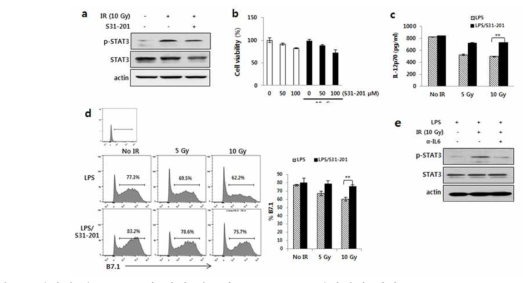 방사선 유도 stat3에 의해 감소되는 IL-12 (a)방사선에 의한 stat3 activation (b) stat3 inhibitor 에 의한 cell viability (c)stat3 inhibitor처리 후 방사선에 의해 감소된 IL-12 및 B7.1 의 회복 (d)IL-6억제에 의한 stat3활성 감소