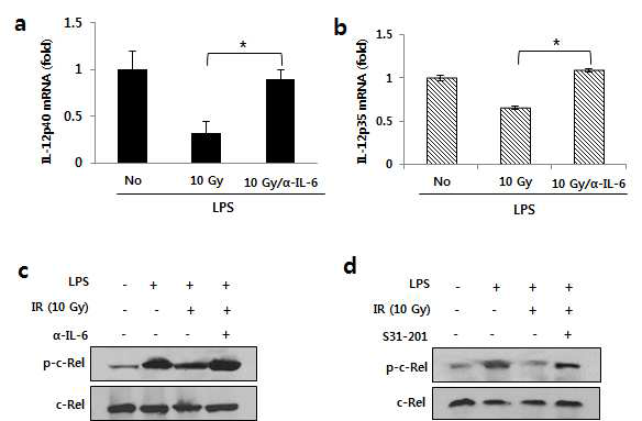 방사선유도 IL-6/stat3 signaling에 의한 C-Rel의 감소에 따른 수지상세포의 IL-12발현 감소 (a, b)방사선에 의한 mIL-12p35 p40의 감소 및 IL-6 억제에 의한 회복 (c, d) IL-6/stat3 inhibitor에 의한 방사선에 의해 감소된C-Rel 발현의 회복
