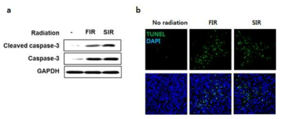 간암세포에서 방사선 조사에 의한 caspase 3의 활성 (a)과 heterotopic 모델에서 방사선 조사에 의한 종양내 apoptosis (TUNEL assay) (b)