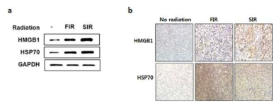 간암세포 (a)와 heterotopic 모델 (b) 에서 방사선 조사에 의한 종양내 HMGB1과 HSP70의 발현변화