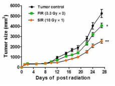Heterotopic 모델에서 방사선 조사에 의한 종양 성장 억제