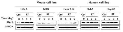 마우스 및 인간 간암세포에서 단일 방사선 조사에 의한 PD-L1 단백질 발현 (western blot)