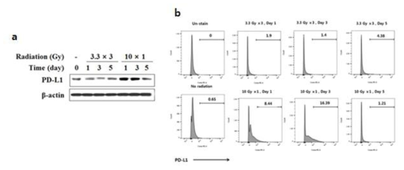 방사선 조사에 의한 PD-L1의 발현 (A-western blot, B-FACS analysis)