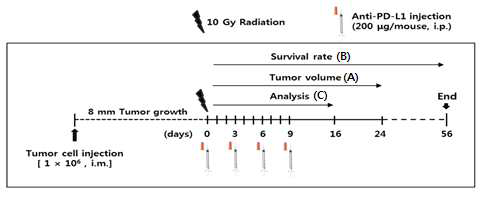 방사선과 anti-PD-L1 병합효과를 위한 heterotopic 마우스 간암 모델 스케쥴