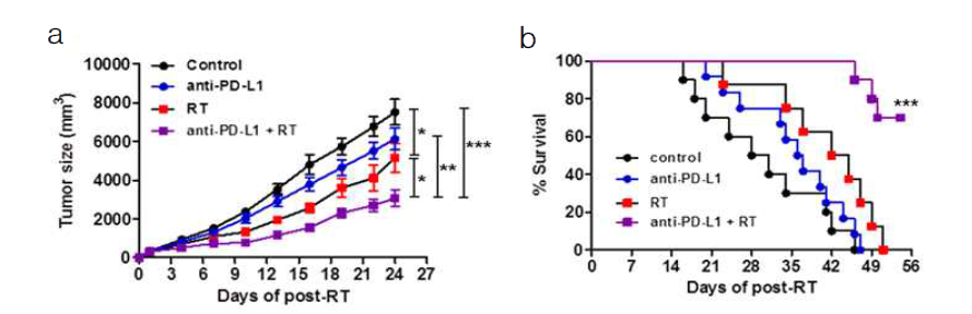 Heterotopic 마우스 간암 모델에서 anti-PD-L1과 방사선 단독 및 병합 치료에 따른 종양 성장 (a), 생존률 (b)