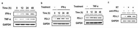 간암세포에 방사선 조사후 IFN-γ, TNF-α 의 발현 (a), 재조합 IFN-γ와 TNF-α 처리 후 PD-L1 발현 (b), IFN-γ 억제시 방사선에 의한 PD-L1 발현 (c)