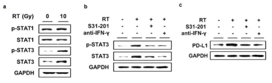 방사선에 의한 STAT1, STAT3의 활성 (a), STAT 억제제 및 IFN-γ 억제에 의한 STAT3의 활성 변화 (b)와 PD-L1발현 변화 (c)