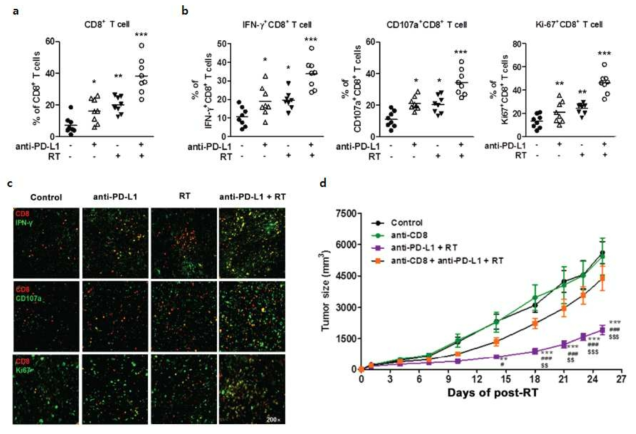 종양미세환경 내 CD8+ T 세포 유입 (a), IFN-γ+CD8+ T 세포, CD107a+CD8+ T 세포, Ki67+CD8+T 세포 (b, c) 및 CD8+ T 세포 depletion에 의한 종양 성장 억제 (d)