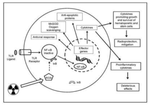 방사선에 의해 조절될 수 있는 signal cascade 및 사이토카인