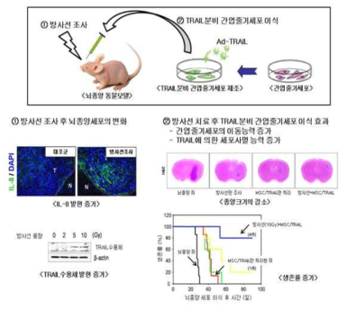 방사선에 의해 종양 내 유입이 증가된 줄기세포 치료제 (SM Kim et al. 2010, Stem cell (7))