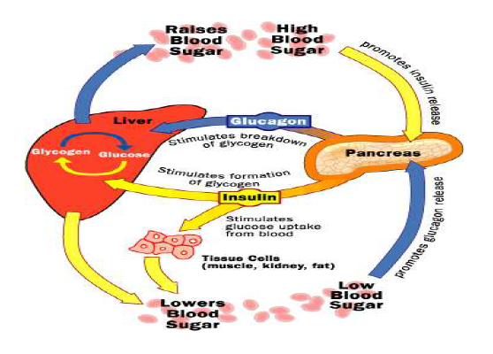 금식과 섭식후의 췌장의 호르몬 분비와 혈당 조절 기전