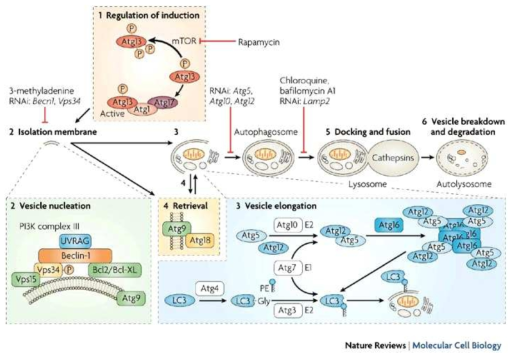 Autophagy의 형성과정
